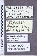 Ctenicera doderoi (Binaghi, 1940)